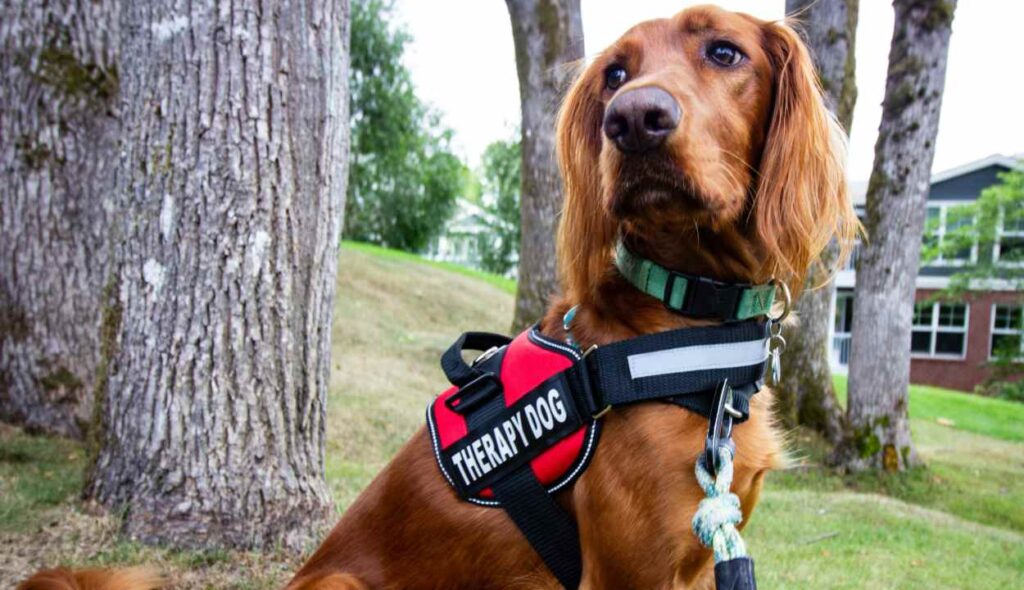 Therapy dog training in the UK Image