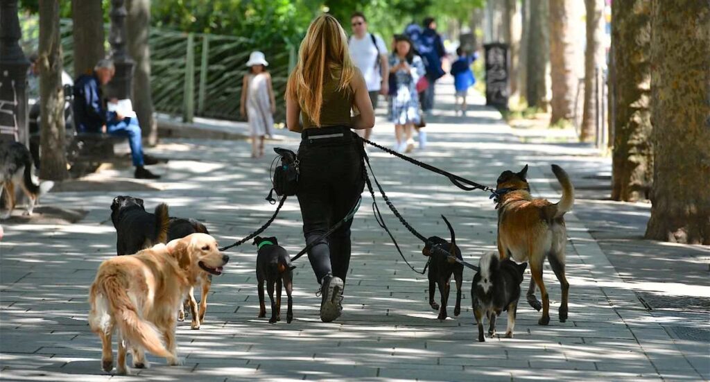 Dog walking prices 2026 Image
