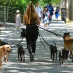 Dog walking prices 2026 Image