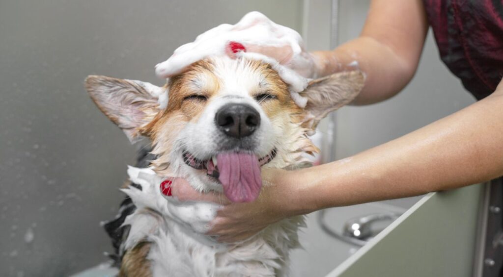 Incident insights in pet care: What 2025 claims data tells us Image