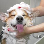 Incident insights in pet care: What 2025 claims data tells us Image